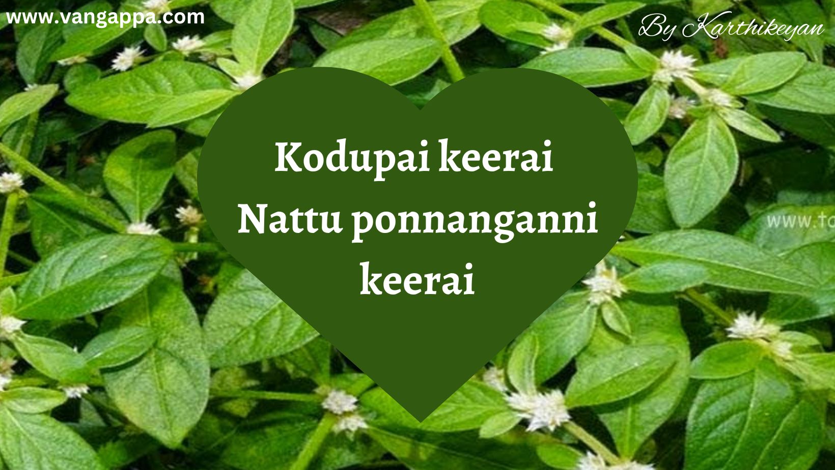 Kodupai keerai/nattu ponnanganni keerai