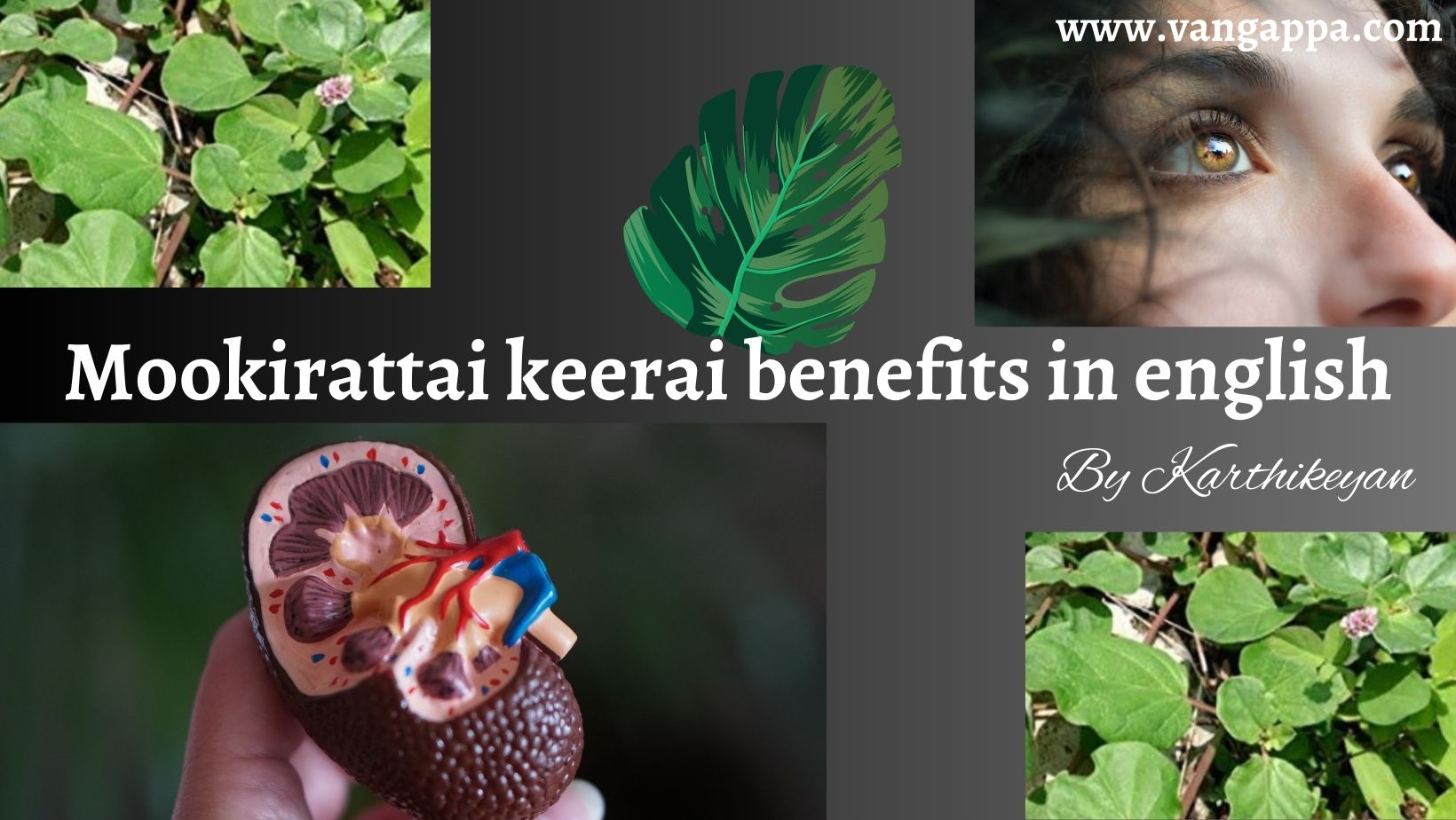 mookirattai keerai benefits in english