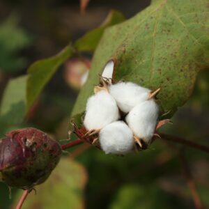 paruthi paal ingredients